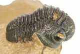 Gerastos Trilobite Fossil - Foum Zguid, Morocco #286552-1